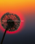 Анкета проститутки Дарья - метро Хорошевский, возраст - 34